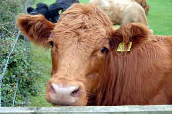 Cow at Harrold-Odell Country Park September 2008